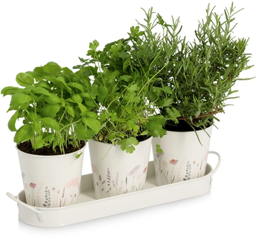 Zeller Present Kräutertopf Pflanztopf-Set, 4-teiliges Design mit Tablett 2